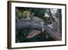 Adult Female Leopard Lying in Tree-Paul Souders-Framed Photographic Print