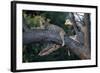 Adult Female Leopard Lying in Tree-Paul Souders-Framed Photographic Print