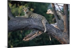 Adult Female Leopard Lying in Tree-Paul Souders-Mounted Photographic Print