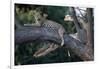 Adult Female Leopard Lying in Tree-Paul Souders-Framed Photographic Print