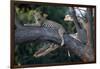 Adult Female Leopard Lying in Tree-Paul Souders-Framed Photographic Print