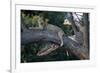 Adult Female Leopard Lying in Tree-Paul Souders-Framed Photographic Print