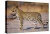 Adult Female Leopard-Paul Souders-Stretched Canvas