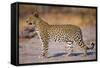 Adult Female Leopard-Paul Souders-Framed Stretched Canvas