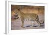 Adult Female Leopard-Paul Souders-Framed Photographic Print