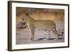 Adult Female Leopard-Paul Souders-Framed Photographic Print