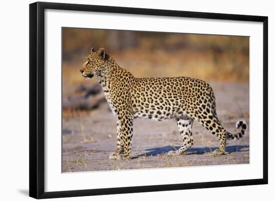 Adult Female Leopard-Paul Souders-Framed Photographic Print