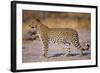 Adult Female Leopard-Paul Souders-Framed Photographic Print