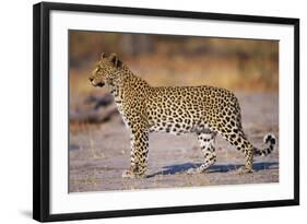 Adult Female Leopard-Paul Souders-Framed Photographic Print