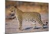 Adult Female Leopard-Paul Souders-Mounted Photographic Print