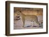 Adult Female Leopard-Paul Souders-Framed Photographic Print