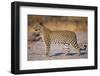 Adult Female Leopard-Paul Souders-Framed Photographic Print