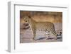 Adult Female Leopard-Paul Souders-Framed Photographic Print