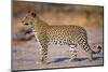 Adult Female Leopard-Paul Souders-Mounted Photographic Print