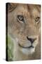 Adult female lioness, Serengeti National Park, Tanzania, leo-Adam Jones-Stretched Canvas