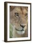 Adult female lioness, Serengeti National Park, Tanzania, leo-Adam Jones-Framed Photographic Print