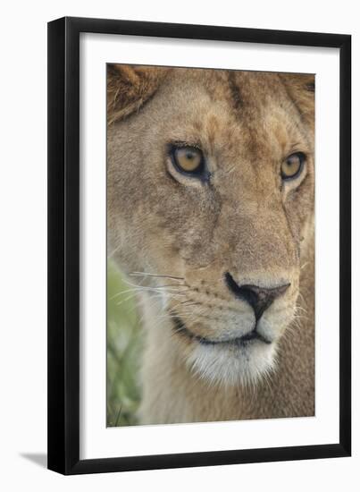 Adult female lioness, Serengeti National Park, Tanzania, leo-Adam Jones-Framed Photographic Print