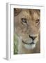 Adult female lioness, Serengeti National Park, Tanzania, leo-Adam Jones-Framed Photographic Print