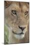 Adult female lioness, Serengeti National Park, Tanzania, leo-Adam Jones-Mounted Photographic Print