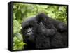 Adult Female Mountain Gorilla with Infant Riding on Her Back, Amahoro a Group, Rwanda, Africa-James Hager-Framed Stretched Canvas