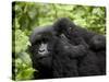 Adult Female Mountain Gorilla with Infant Riding on Her Back, Amahoro a Group, Rwanda, Africa-James Hager-Stretched Canvas