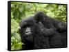 Adult Female Mountain Gorilla with Infant Riding on Her Back, Amahoro a Group, Rwanda, Africa-James Hager-Framed Stretched Canvas