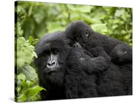 Adult Female Mountain Gorilla with Infant Riding on Her Back, Amahoro a Group, Rwanda, Africa-James Hager-Stretched Canvas