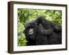 Adult Female Mountain Gorilla with Infant Riding on Her Back, Amahoro a Group, Rwanda, Africa-James Hager-Framed Premium Photographic Print