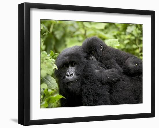 Adult Female Mountain Gorilla with Infant Riding on Her Back, Amahoro a Group, Rwanda, Africa-James Hager-Framed Premium Photographic Print