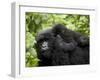 Adult Female Mountain Gorilla with Infant Riding on Her Back, Amahoro a Group, Rwanda, Africa-James Hager-Framed Photographic Print