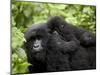 Adult Female Mountain Gorilla with Infant Riding on Her Back, Amahoro a Group, Rwanda, Africa-James Hager-Mounted Photographic Print