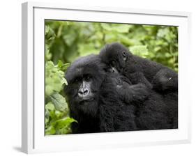 Adult Female Mountain Gorilla with Infant Riding on Her Back, Amahoro a Group, Rwanda, Africa-James Hager-Framed Photographic Print