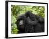 Adult Female Mountain Gorilla with Infant Riding on Her Back, Amahoro a Group, Rwanda, Africa-James Hager-Framed Photographic Print