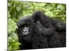 Adult Female Mountain Gorilla with Infant Riding on Her Back, Amahoro a Group, Rwanda, Africa-James Hager-Mounted Photographic Print