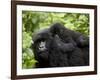 Adult Female Mountain Gorilla with Infant Riding on Her Back, Amahoro a Group, Rwanda, Africa-James Hager-Framed Photographic Print