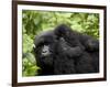 Adult Female Mountain Gorilla with Infant Riding on Her Back, Amahoro a Group, Rwanda, Africa-James Hager-Framed Photographic Print