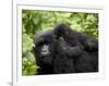 Adult Female Mountain Gorilla with Infant Riding on Her Back, Amahoro a Group, Rwanda, Africa-James Hager-Framed Photographic Print