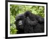 Adult Female Mountain Gorilla with Infant Riding on Her Back, Amahoro a Group, Rwanda, Africa-James Hager-Framed Photographic Print