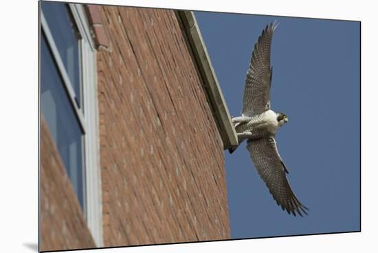 Adult Female Peregrine Falcon (Falco Peregrinus) Taking Flight from the Roof an Office Block-Bertie Gregory-Mounted Photographic Print