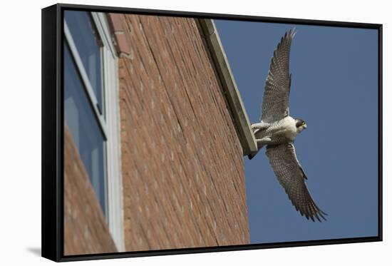 Adult Female Peregrine Falcon (Falco Peregrinus) Taking Flight from the Roof an Office Block-Bertie Gregory-Framed Stretched Canvas