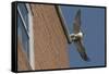 Adult Female Peregrine Falcon (Falco Peregrinus) Taking Flight from the Roof an Office Block-Bertie Gregory-Framed Stretched Canvas