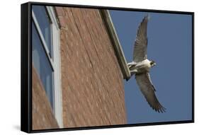 Adult Female Peregrine Falcon (Falco Peregrinus) Taking Flight from the Roof an Office Block-Bertie Gregory-Framed Stretched Canvas