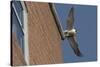 Adult Female Peregrine Falcon (Falco Peregrinus) Taking Flight from the Roof an Office Block-Bertie Gregory-Stretched Canvas