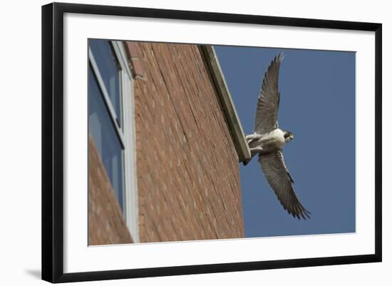 Adult Female Peregrine Falcon (Falco Peregrinus) Taking Flight from the Roof an Office Block-Bertie Gregory-Framed Photographic Print