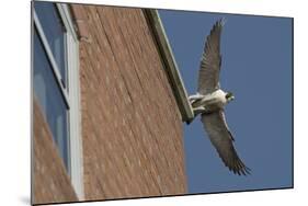 Adult Female Peregrine Falcon (Falco Peregrinus) Taking Flight from the Roof an Office Block-Bertie Gregory-Mounted Photographic Print