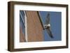 Adult Female Peregrine Falcon (Falco Peregrinus) Taking Flight from the Roof an Office Block-Bertie Gregory-Framed Photographic Print