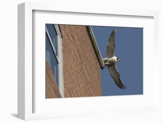 Adult Female Peregrine Falcon (Falco Peregrinus) Taking Flight from the Roof an Office Block-Bertie Gregory-Framed Photographic Print