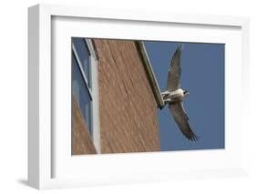 Adult Female Peregrine Falcon (Falco Peregrinus) Taking Flight from the Roof an Office Block-Bertie Gregory-Framed Photographic Print