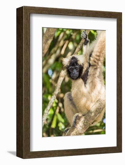 Adult Female Pileated Gibbon (Hylobates Pileatus) Adopted by Monks at Wat Hanchey-Michael Nolan-Framed Photographic Print