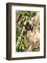 Adult Female Pileated Gibbon (Hylobates Pileatus) Adopted by Monks at Wat Hanchey-Michael Nolan-Framed Photographic Print